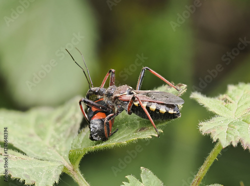 Mediterrane Mordwanze (Rhynocoris erythropus) photo