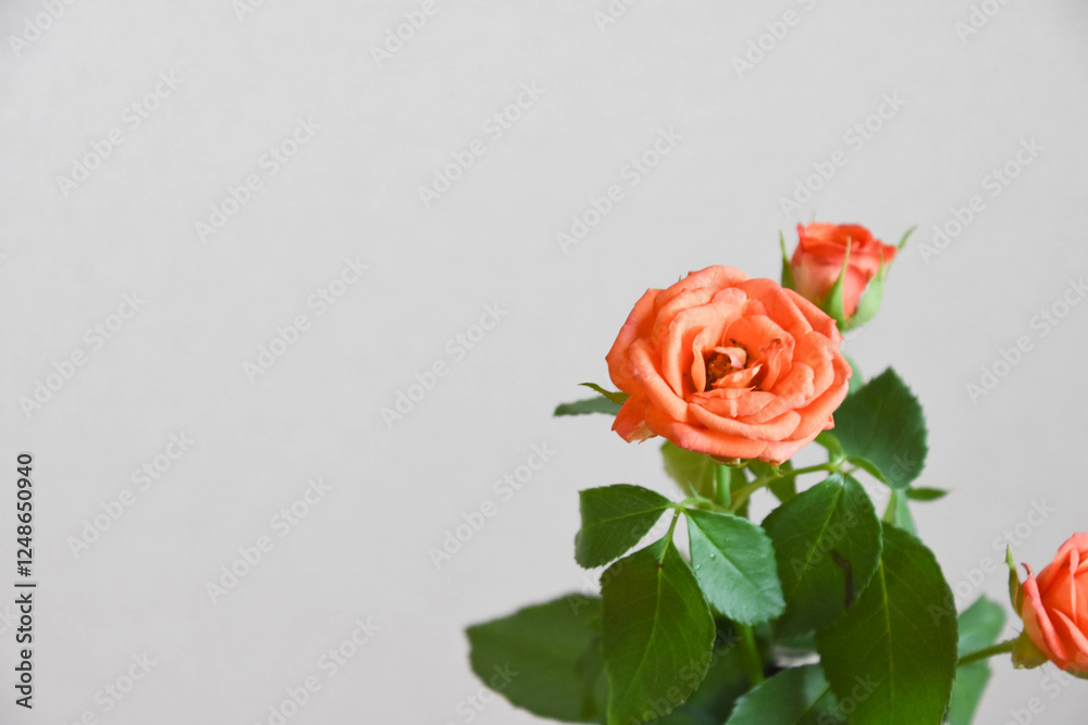 オレンジ色のバラ