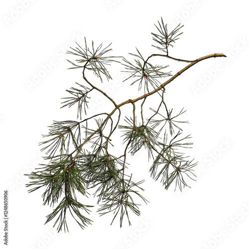 Foto Pine branch on a white background.