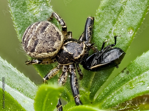 Kreiskrabbenspinne (Xysticus kempeleni) photo