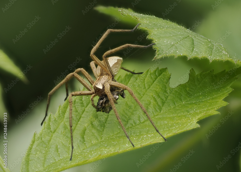Listspinne (Pisaura mirabilis) Listspinne (Pisaura mirabilis)