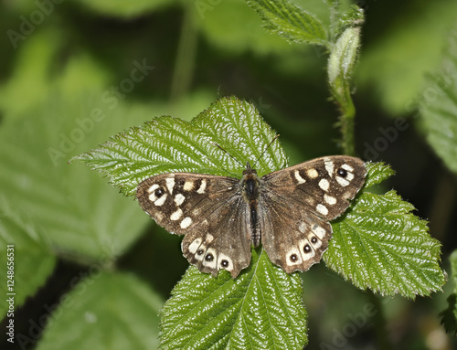 Waldbrettspiel (Pararge aegeria)