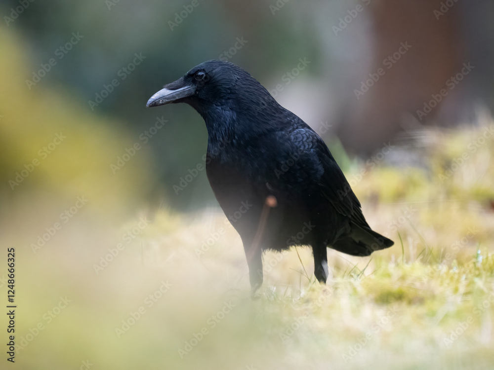 Obraz premium Rabenkrähe&nbsp;(Corvus corone)