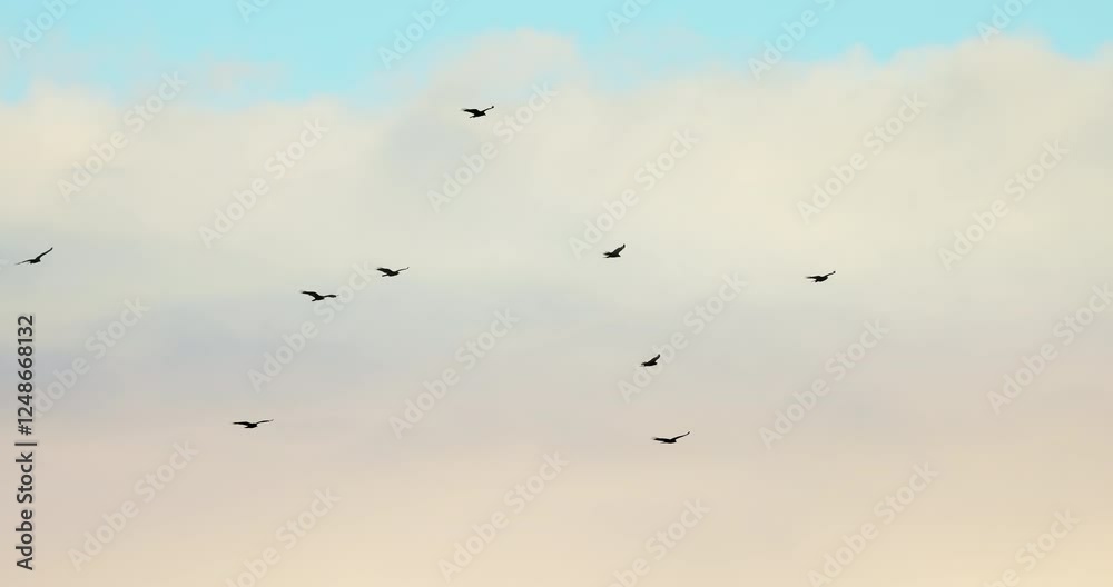 Black Vulture bird, flock of vultures flying in a sky Black Vulture bird, flock of vultures flying in a sky