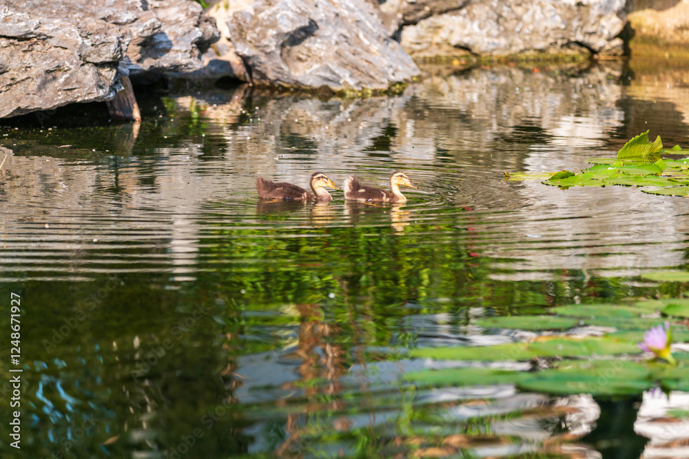 ducks swimming in pond ducks swimming in pond