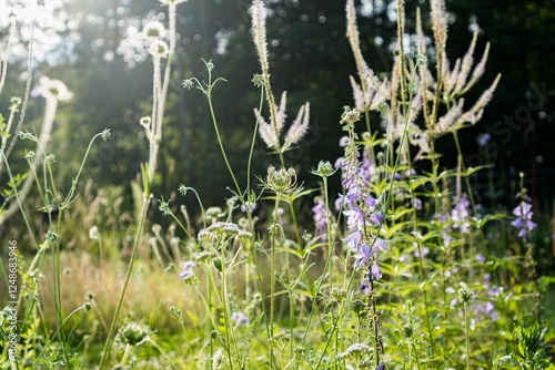 Natural perennial garden with Culver's Root 'Lavendelturm'(Veronicastrum virginicum), Creeping Bellflower (Campanula rapunculoides) and Cream Scabious (Scabiosa ochroleuca), pollinator-friendly plants photo