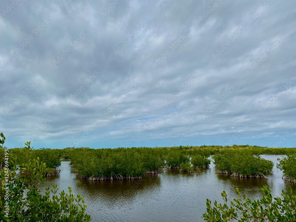 Fototapeta premium Expansive view of the Ten Thousand Islands marsh trail in Florida, with lush mangroves, open water, and serene wetlands