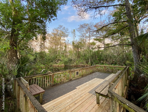 Wooden viewing platform along the Big Cypress Bend Boardwalk, surrounded by lush cypress trees, vibrant greenery, and wetlands. Along the Tamiami Trail U.S. Highway 41, Everglades, Florida
