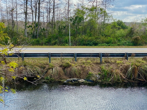 American alligator resting near a roadside canal along Tamiami Trail U.S. Highway 41, Everglades, Florida