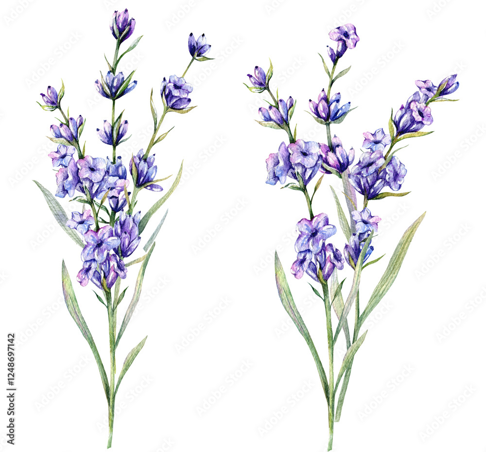 Naklejka premium Lavender Watercolor Illustration. Hand Drawn Lavender Branches Isolated. Lavender flower background. Watercolor Painting of Lavender. Purple Flowers Watercolor. Elegant Floral Design Template