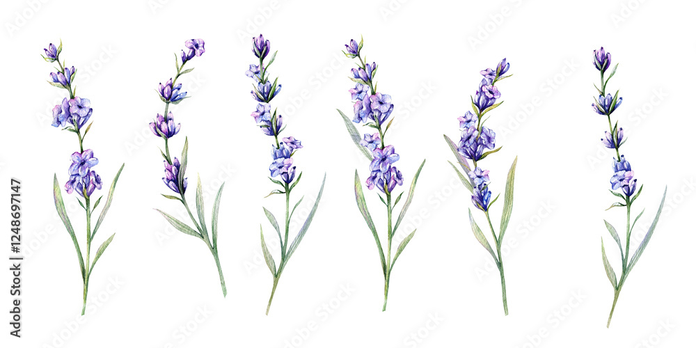 Obraz premium Lavender Watercolor Illustration. Hand Drawn Lavender Branches Isolated. Lavender flower background. Watercolor Painting of Lavender. Purple Flowers Watercolor. Elegant Floral Design Template