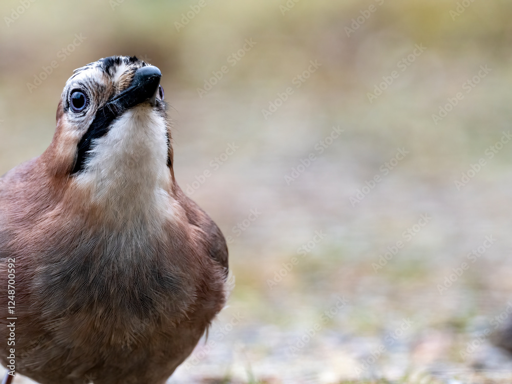 Fototapeta premium Eichelhäher (Garrulus glandarius)