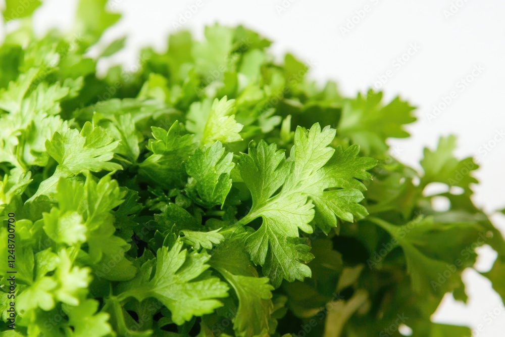 A detailed view of a cluster of green leaves A detailed view of a cluster of green leaves