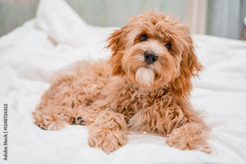 Dog of a Cavapoo or Cockapoo breed in home get sleep on the white bed. Close-up of curly brown dog cross between a poodle and a spaniel. Dog of a Cavapoo or Cockapoo breed in home get sleep on the white bed. Close-up of curly brown dog cross between a poodle and a spaniel.