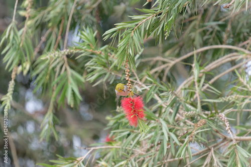 Oriental white eye on the  bottlebrush red flower photo