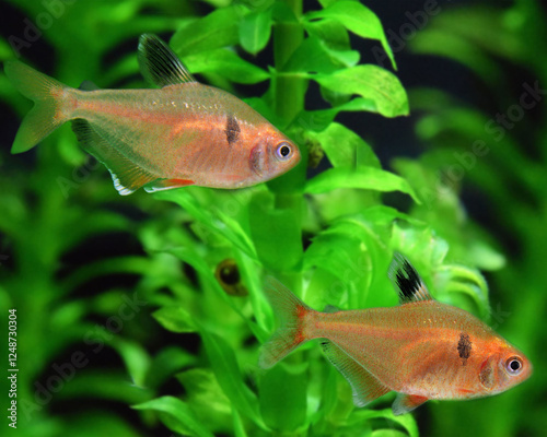 Obraz na plátně tetra freshwater aquarium