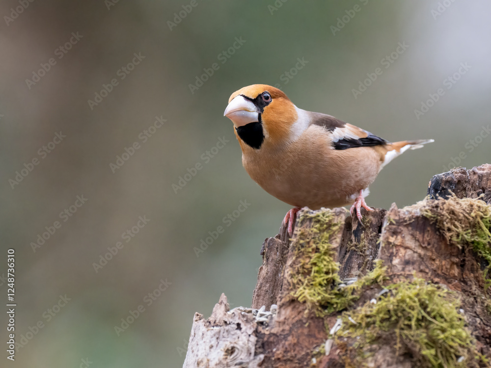 Kernbeißer (Coccothraustes coccothraustes) Kernbeißer (Coccothraustes coccothraustes)