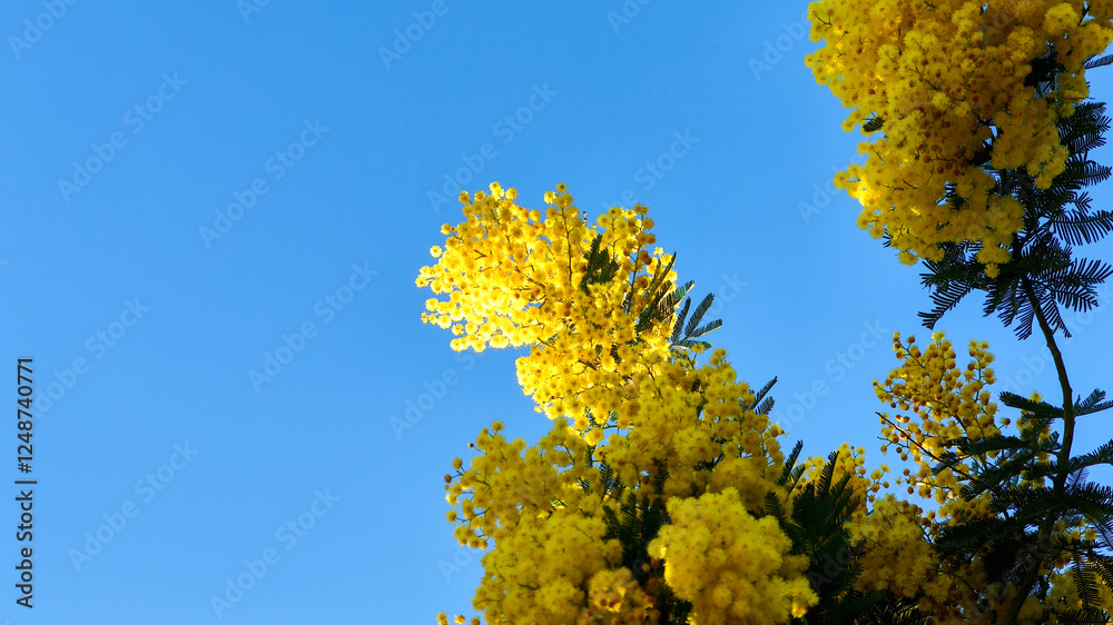 Fototapeta premium Blooming yellow mimosa close-up, spring freshness, nature of the south of France