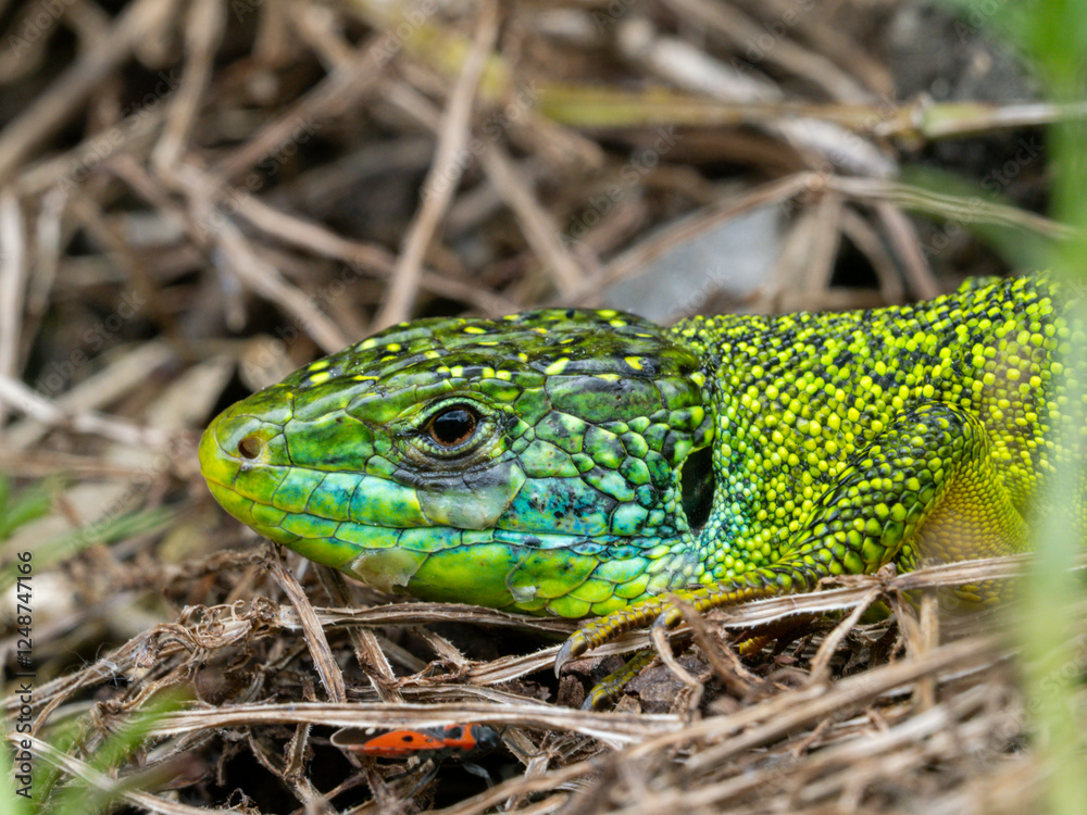 Fototapeta premium Westliche Smaragdeidechse (Lacerta bilineata)