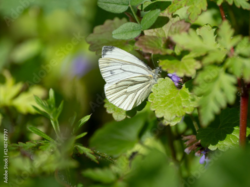 Grünader-Weißling (Pieris napi)