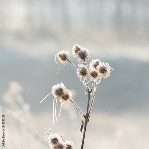 Frozen teasel seed heads in winter