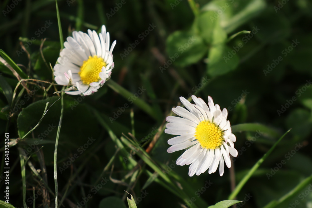 Obraz premium white daisy flower