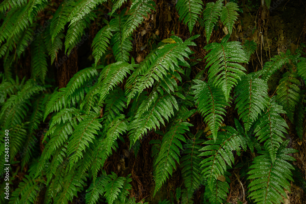 Lush green ferns growing on mountain in wild nature. Background, fern texture, Pteridium. Fern in tropical forest, natural background. Lush green ferns growing on mountain in wild nature. Background, fern texture, Pteridium. Fern in tropical forest, natural background.