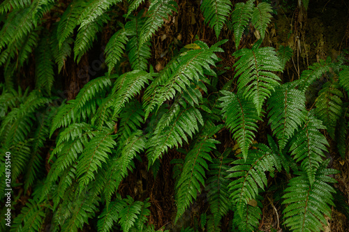 Lush green ferns growing on mountain in wild nature. Background, fern texture, Pteridium. Fern in tropical forest, natural background.