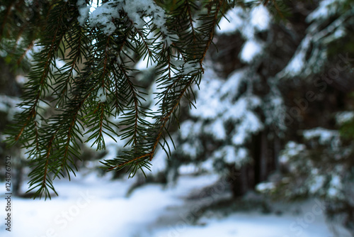 Frozen Raindrop on Snow-Covered Pine Branch – Macro Winter Detail
