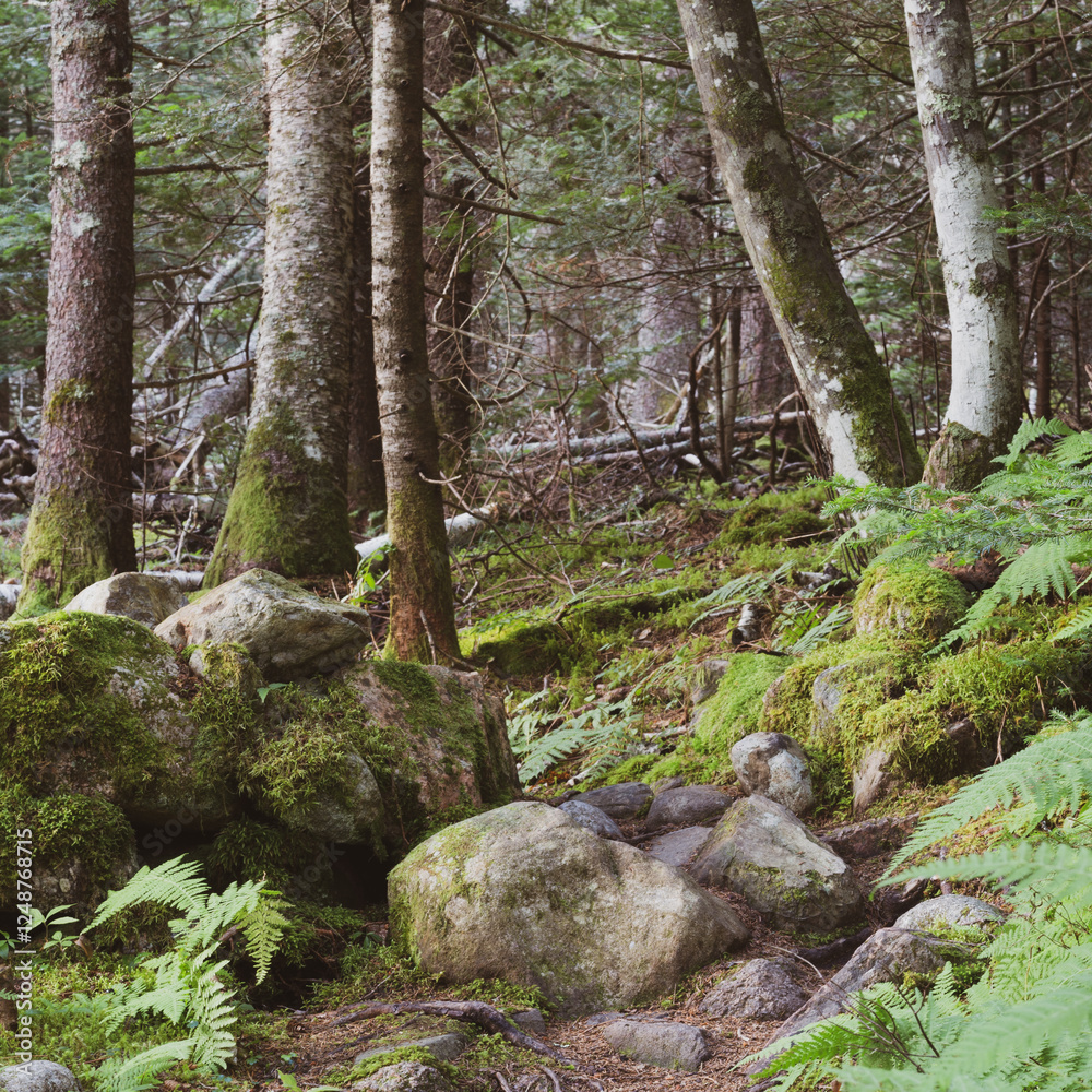 Deer Isle Maine Edgar M Tennis Nature Preserve Deer Isle Maine Edgar M Tennis Nature Preserve