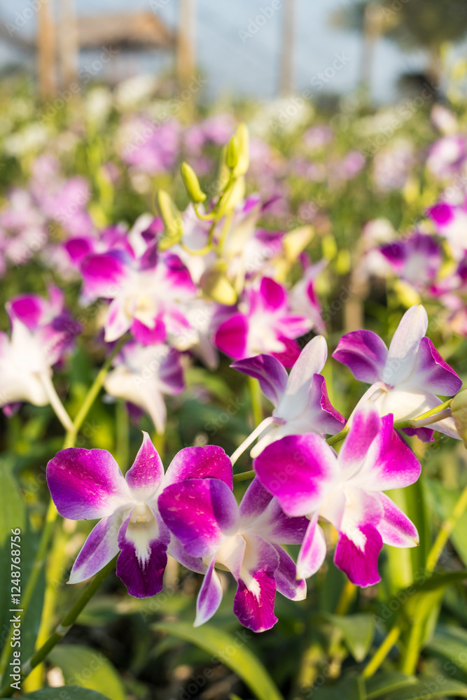 Beautiful orchid purple and pink in garden on blurred of nature background Beautiful orchid purple and pink in garden on blurred of nature background