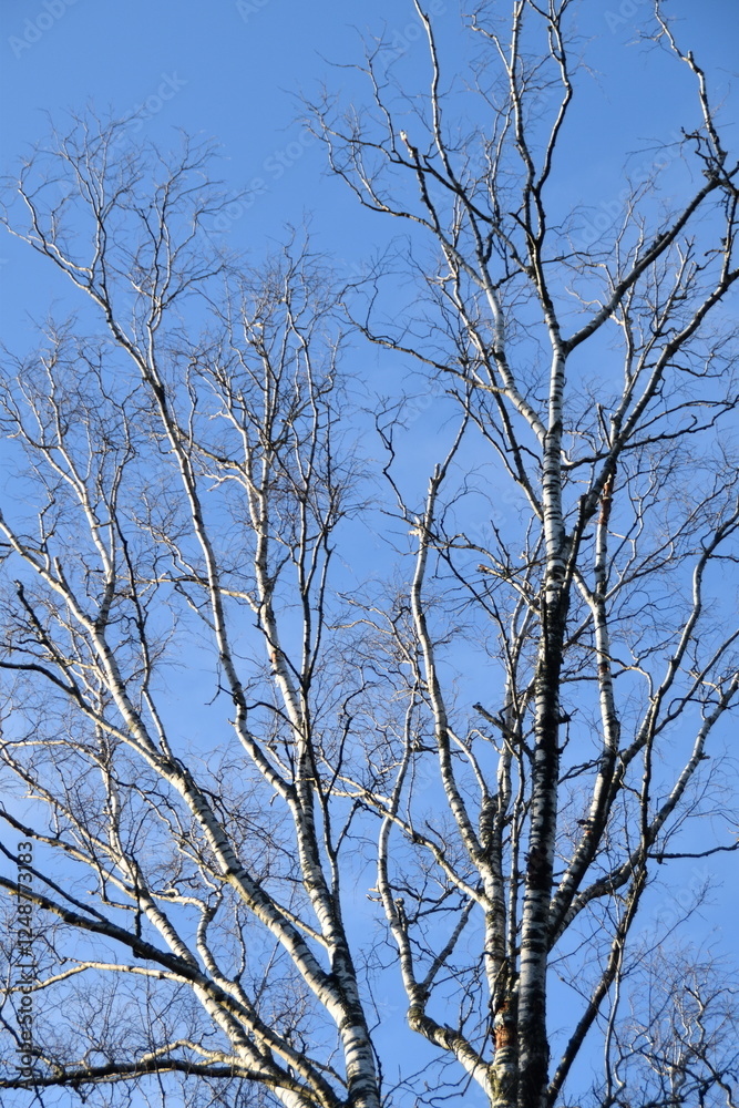These are leafless birches in nature in sunny winter day. These are leafless birches in nature in sunny winter day.