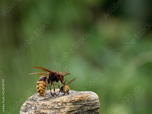 Hornisse (Vespa crabro) photo