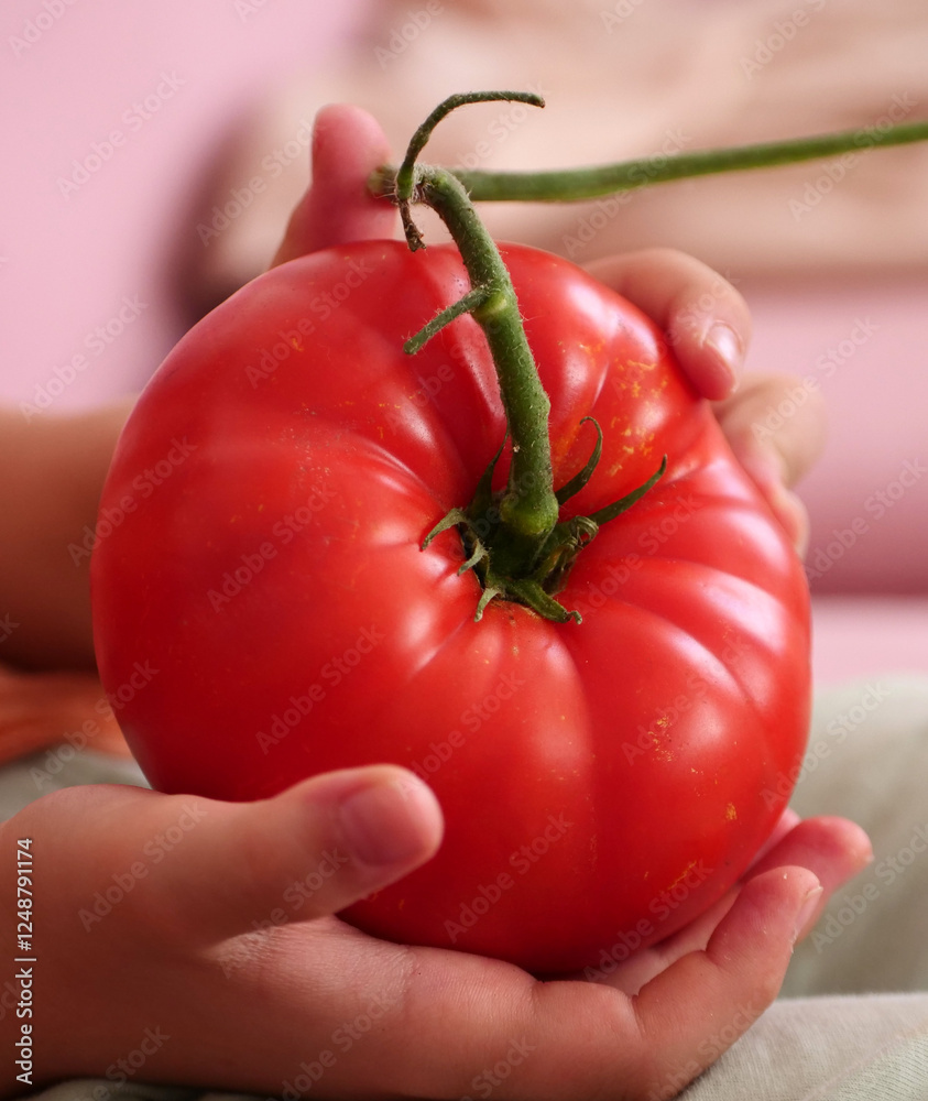 A child has a large natural organic tomato in his hand,