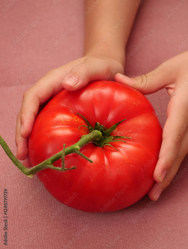 Very large natural tomato type Turkish Ayaş tomato,