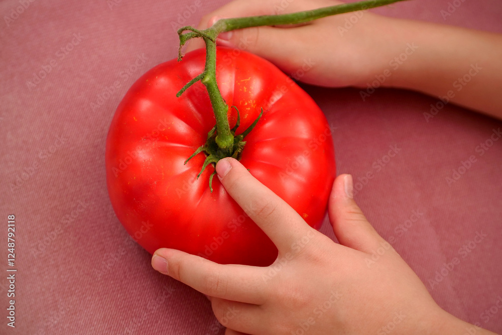 A child is holding a very large tomato in his hand,