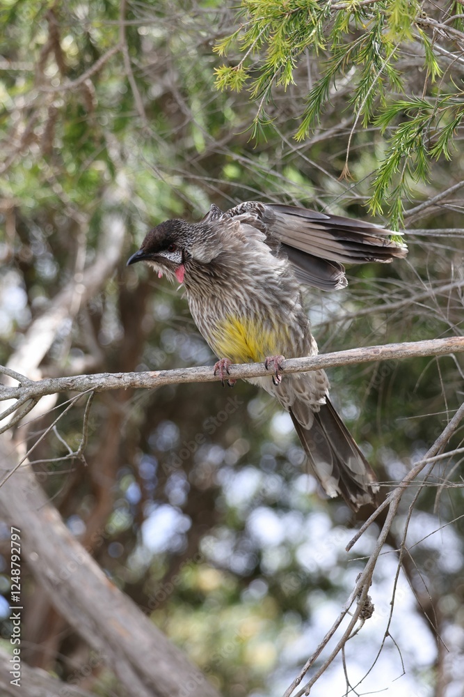Wild Bird Perched in Lush Forest Wild Bird Perched in Lush Forest