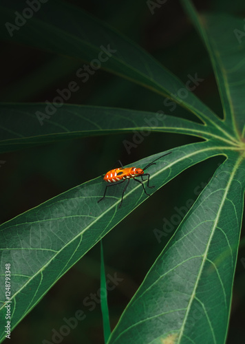 Bug on a leaf