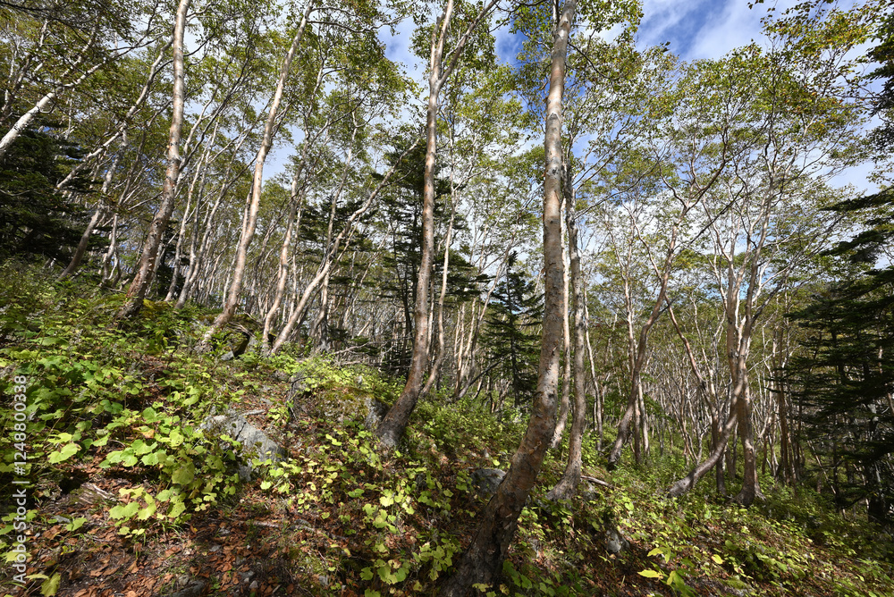 Fototapeta premium Mt. Nikko-Shirane, Gunma, Tochigi, Japan