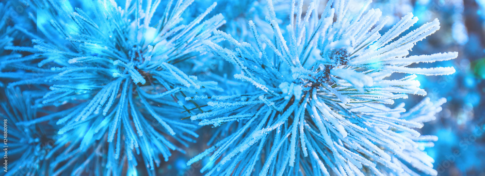 Pine branches covered with rime. Natural winter background in blue color. Winter nature. Snowy forest. Christmas background. Horizontal banner