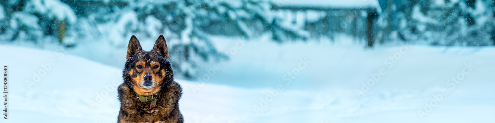 Portrait of a dog sitting in a snowy forest in winter during a snowstorm. Horizontal banner