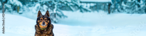 Obraz na płótnie Portrait of a dog sitting in a snowy forest in winter during a snowstorm. Horizontal banner w salonie