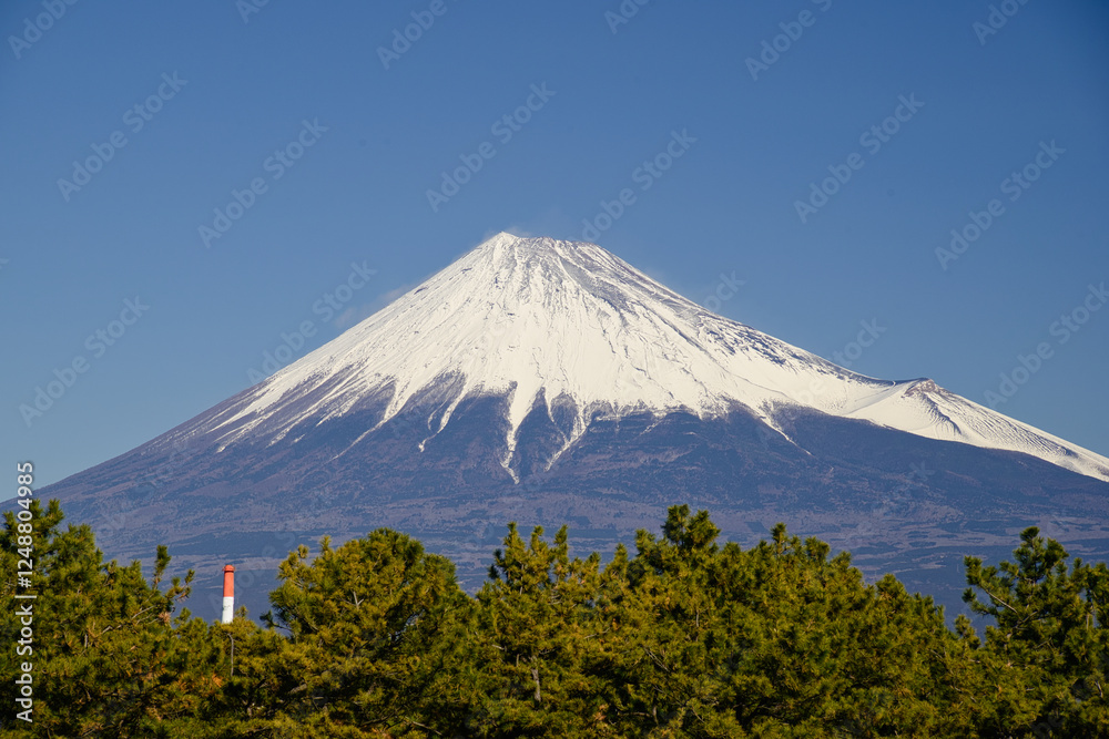 富士山と松 富士山と松