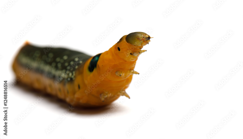Obraz premium Oleander Hawk Moth Caterpillar (daphnis nerii) on white