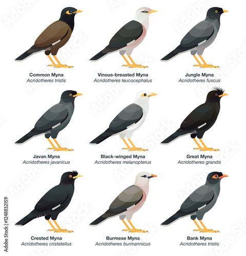 Illustration collection set of mynas, a group of starlings found in South, East & Southeast Asia including : Common Myna, Javan, Black-winged, Burmese, Crested, Bank, Vinous-breasted, Great, Jungle