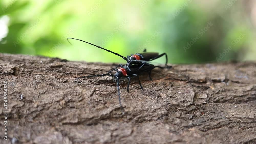 The peach-necked longicorn insect on the plum tree The peach-necked longicorn insect on the plum tree