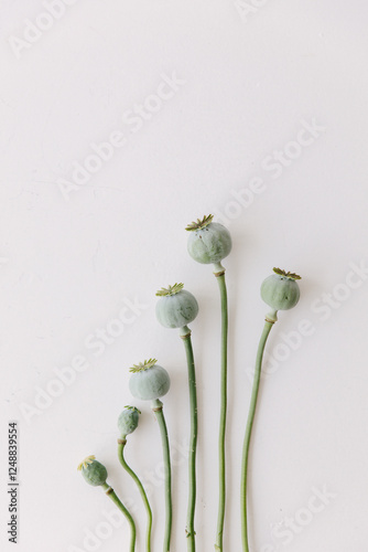 Green faded poppies lying on a white table top.