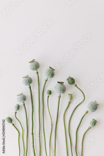 Green faded poppies lying on a white table top.