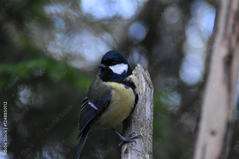 Fototapeta premium This is a great tit outdoors in sunny day.