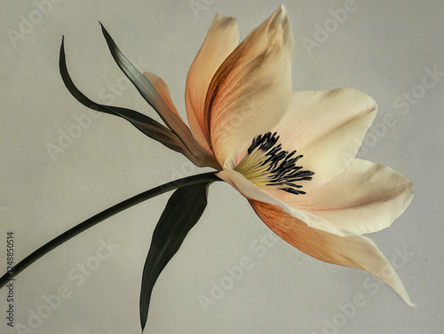 Still life wild flower, realistic photograph, micro, close-up nature image. Delicate flower. 